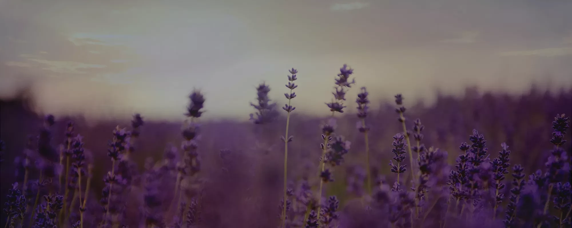 The Lavender Fields of Provence, France, 23.09.2025