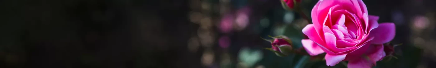 June’s Garden of Roses