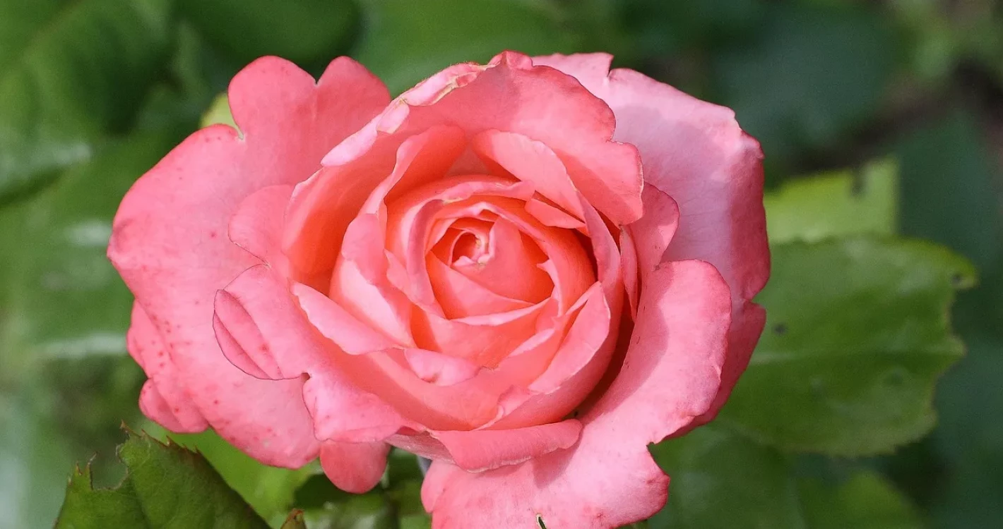 rose-on-a-green-background-5350264_1280